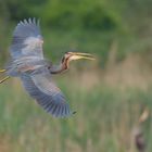 ~Purpurreiher (Ardea purpurea)~