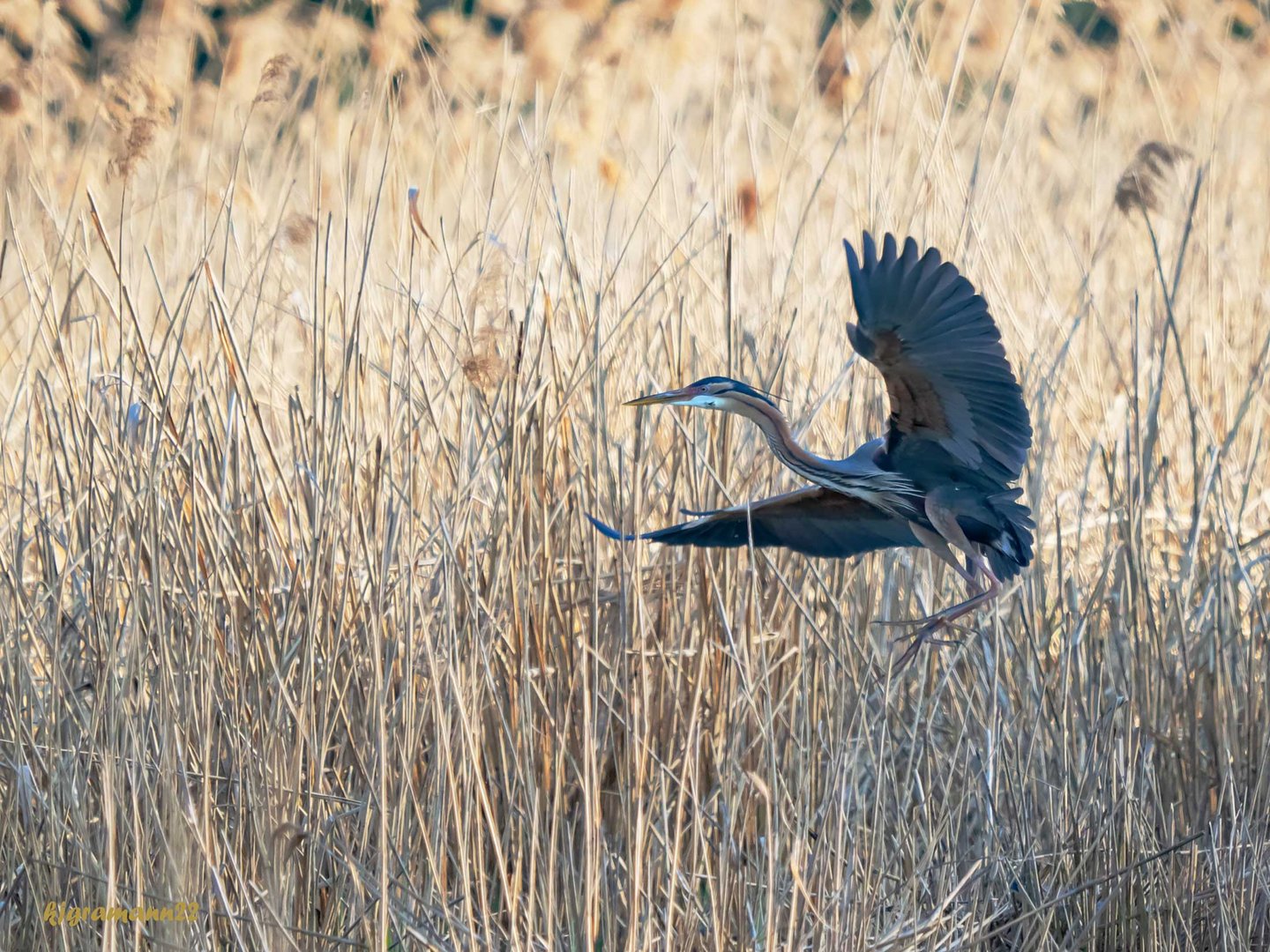 purpurreiher (ardea purpurea) ...