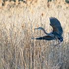 purpurreiher (ardea purpurea) ...