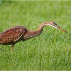 Purpurreiher (Ardea purpurea)