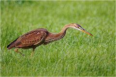 Purpurreiher (Ardea purpurea)