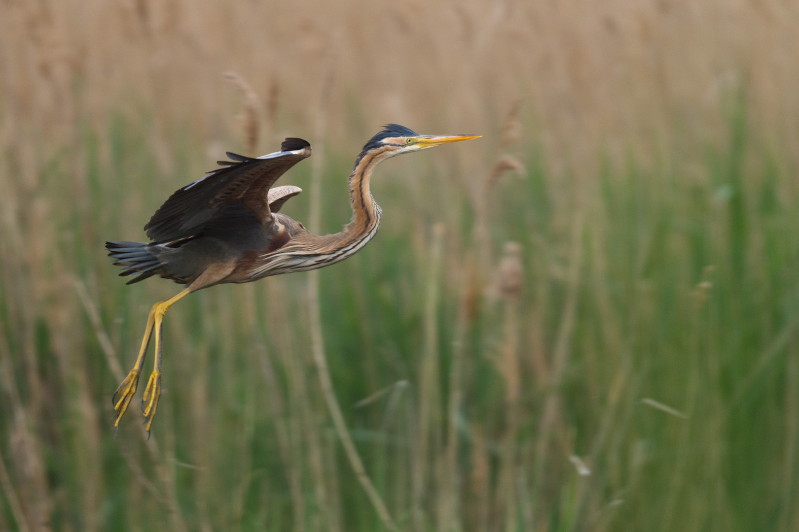 ~Purpurreiher (Ardea purpurea)~