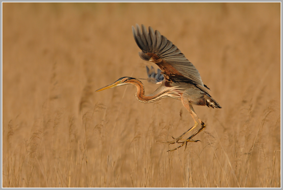 Purpurreiher (Ardea purpurea)