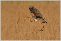 Purpurreiher (Ardea purpurea)