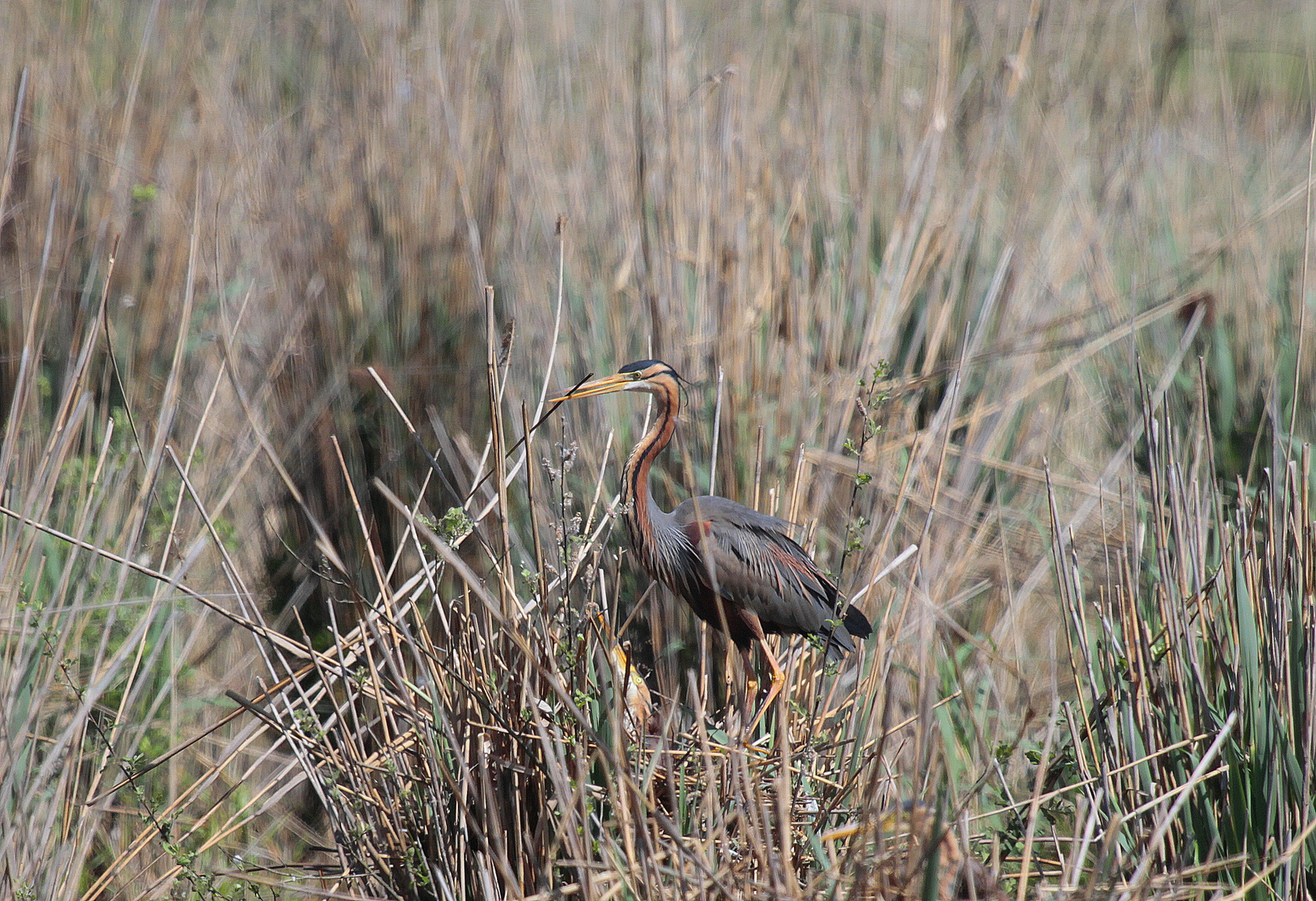 Purpurreiher (Ardea purpurea) III