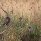 Purpurreiher (Ardea purpurea) IIII