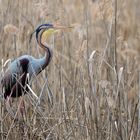 Purpurreiher (ardea purpurea), purple heron,