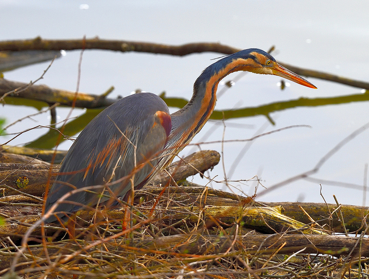 Purpurreiher (Ardea purpurea), Purple heron, Ardea purpurea