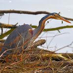 Purpurreiher (Ardea purpurea), Purple heron, Ardea purpurea