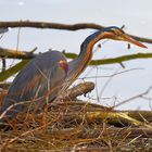 Purpurreiher (Ardea purpurea), Purple heron, Ardea purpurea