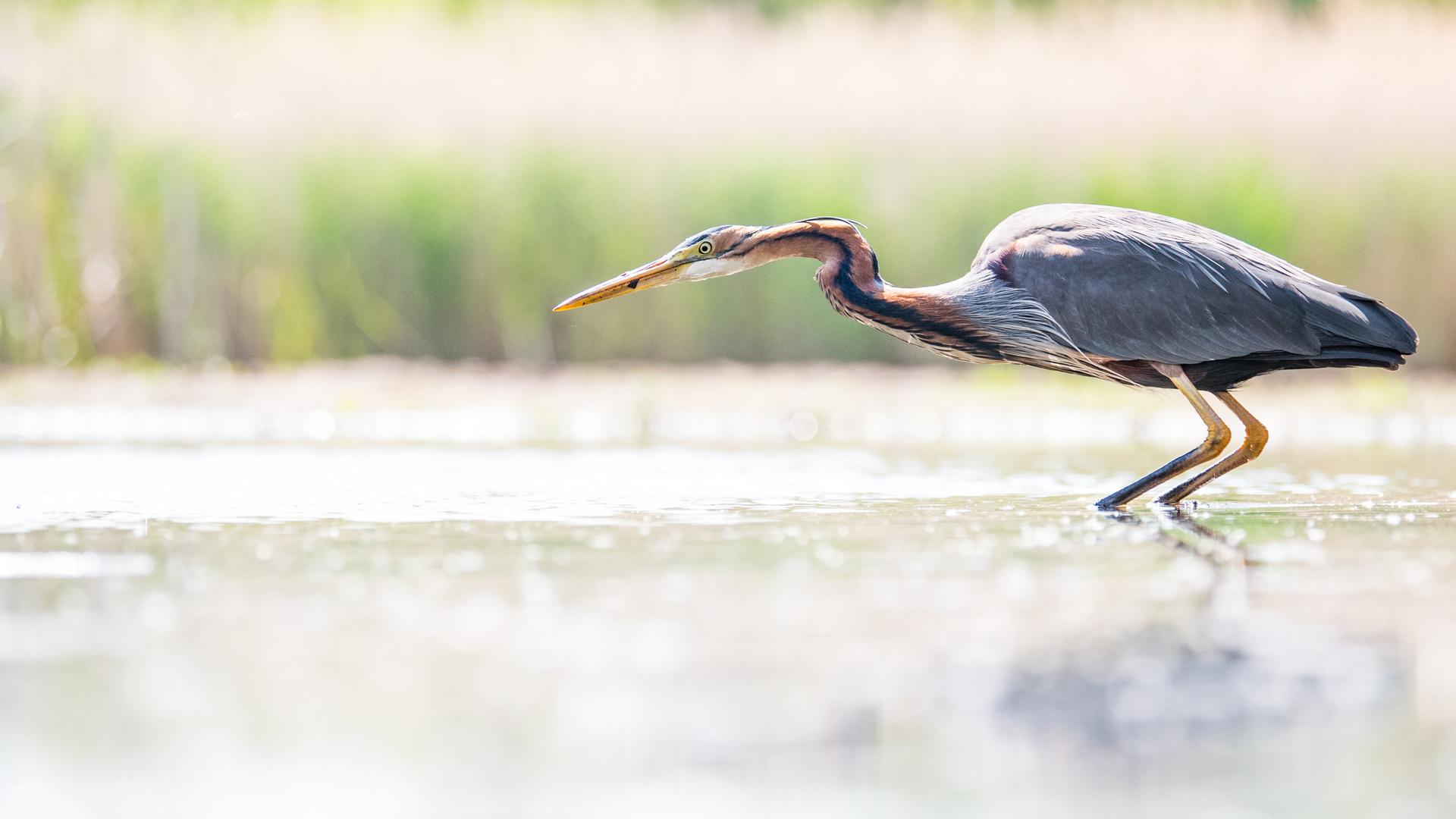 Purpurreiher (Ardea purpurea) vor dem Zustossen