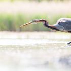 Purpurreiher (Ardea purpurea) vor dem Zustossen