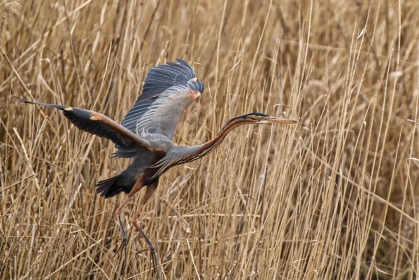 Purpurreiher beim Abflug