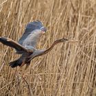 Purpurreiher beim Abflug