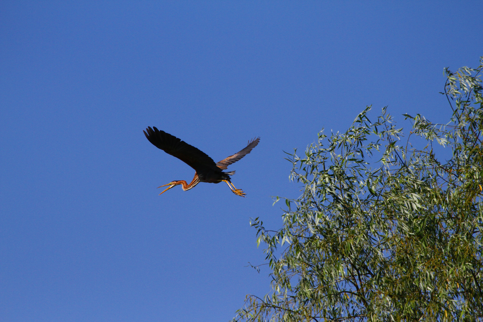 Purpurreiher flüchtend Danubedelta