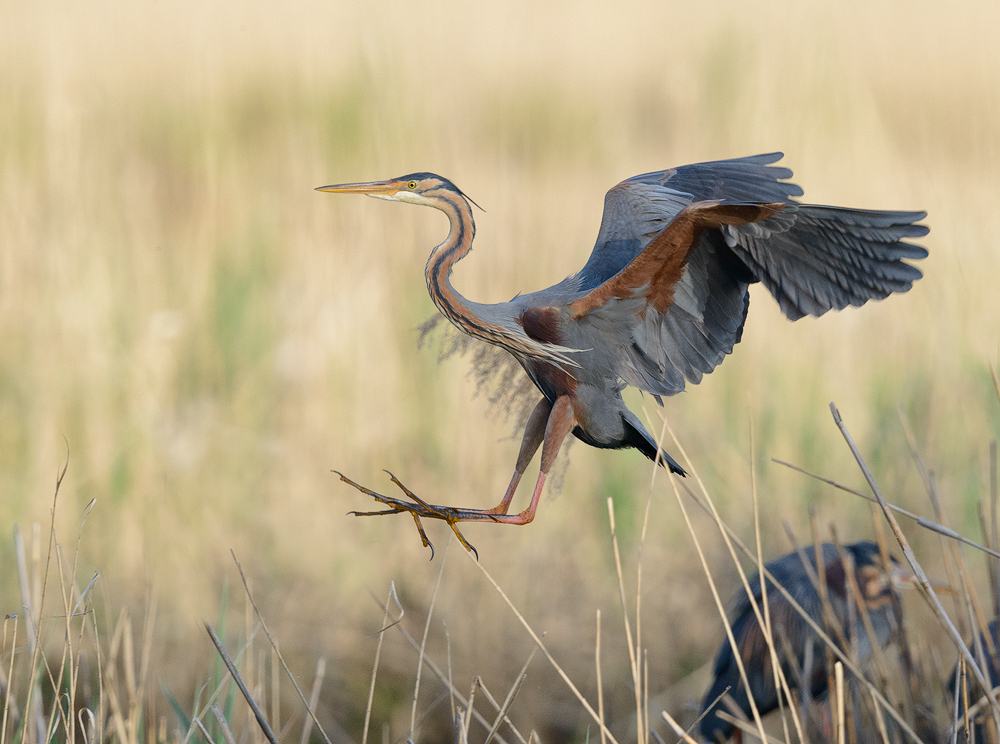 Purpurreiher Hopping