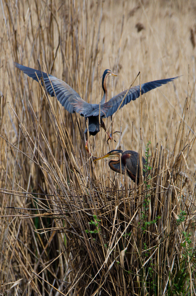 Purpurreiher im Abflug