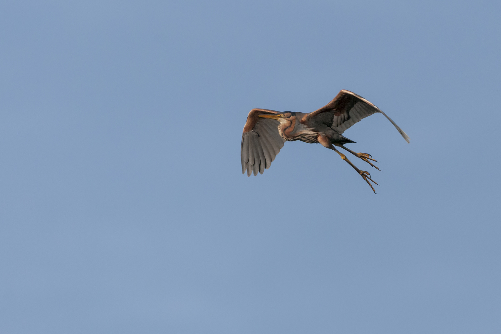 Purpurreiher im Anflug