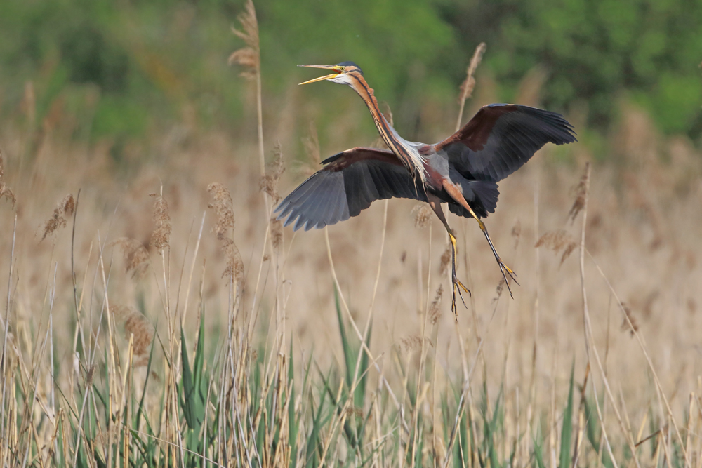  Purpurreiher im Anflug