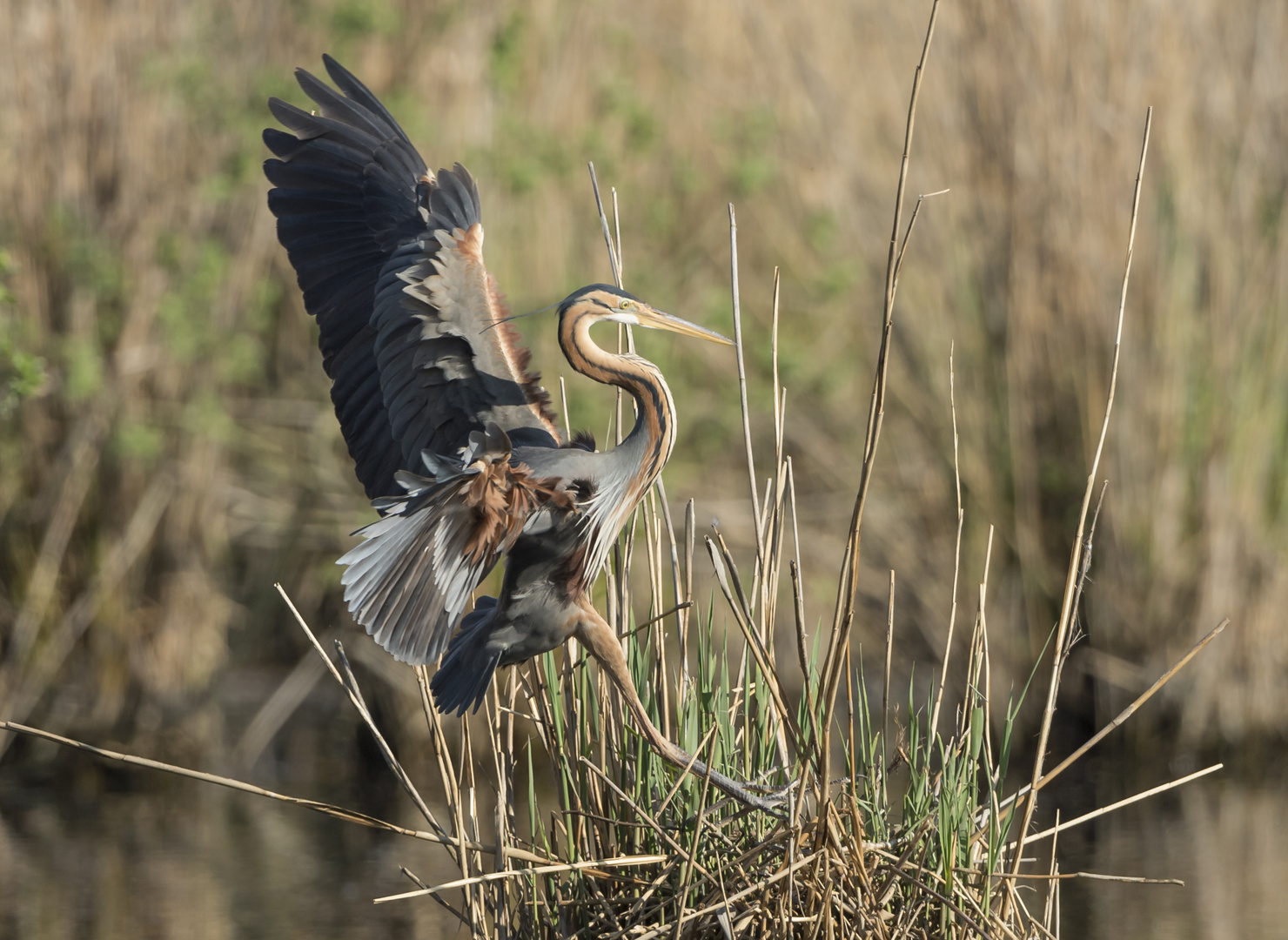 Purpurreiher im Anflug