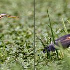 Purpurreiher im Donaudelta als Kreuzblick-Stereo