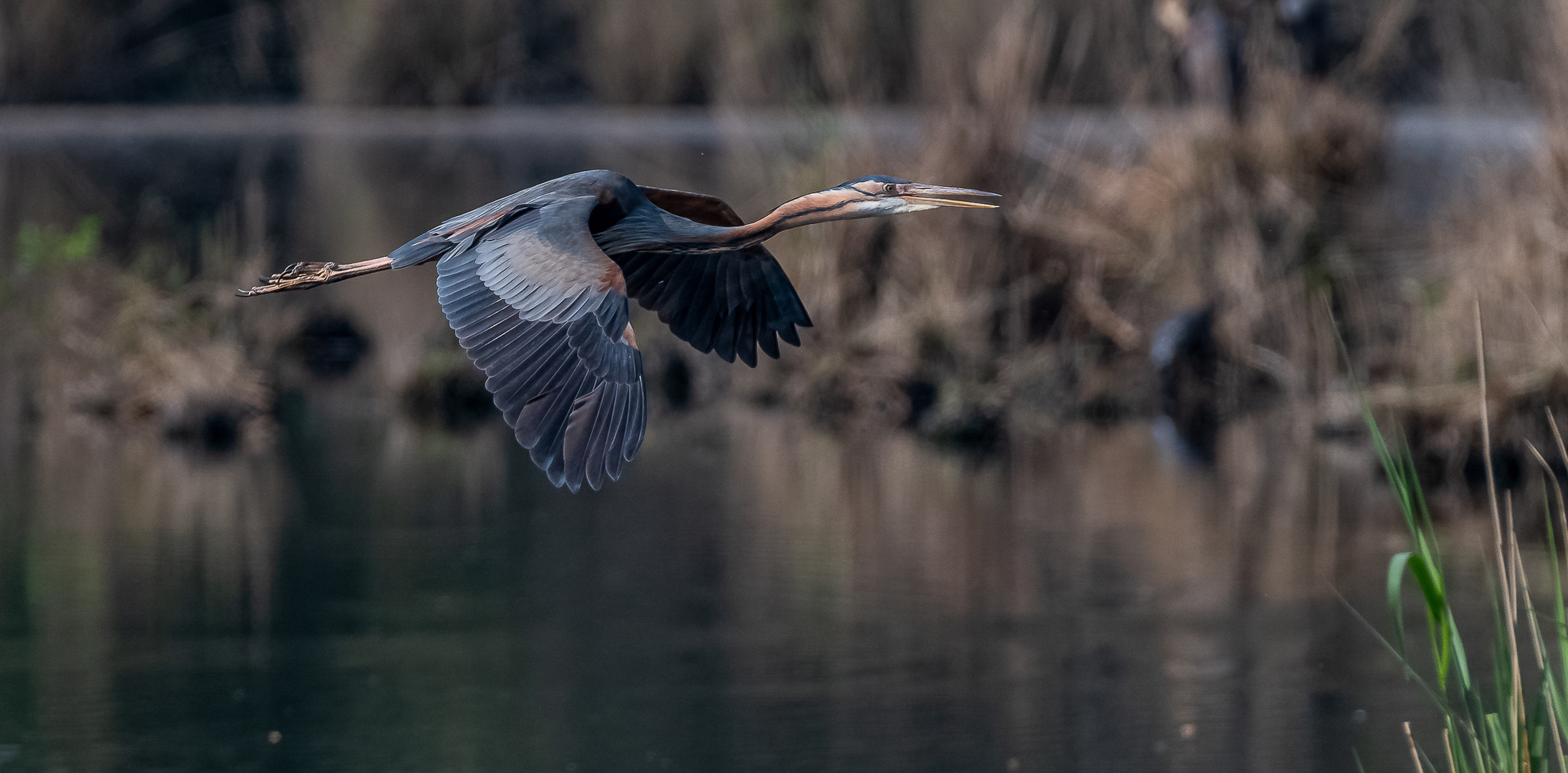 Purpurreiher im Flug (2)