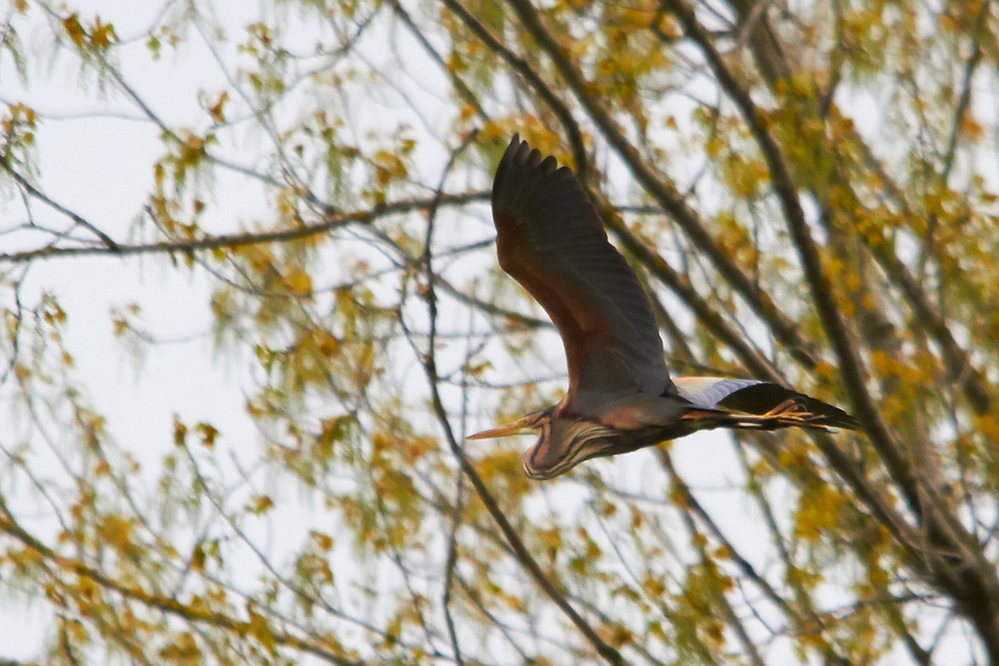 Purpurreiher im Flug