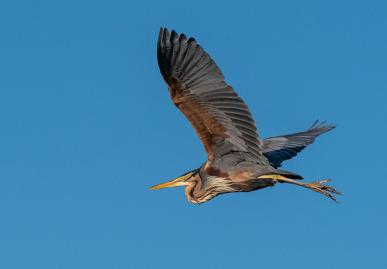 Purpurreiher im Flug