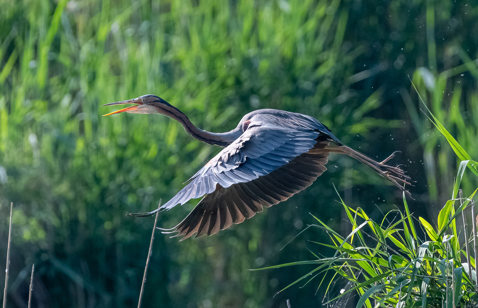 Purpurreiher im Flug