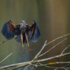 Purpurreiher im Landeanflug