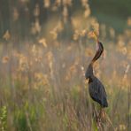 Purpurreiher im Morgenlicht