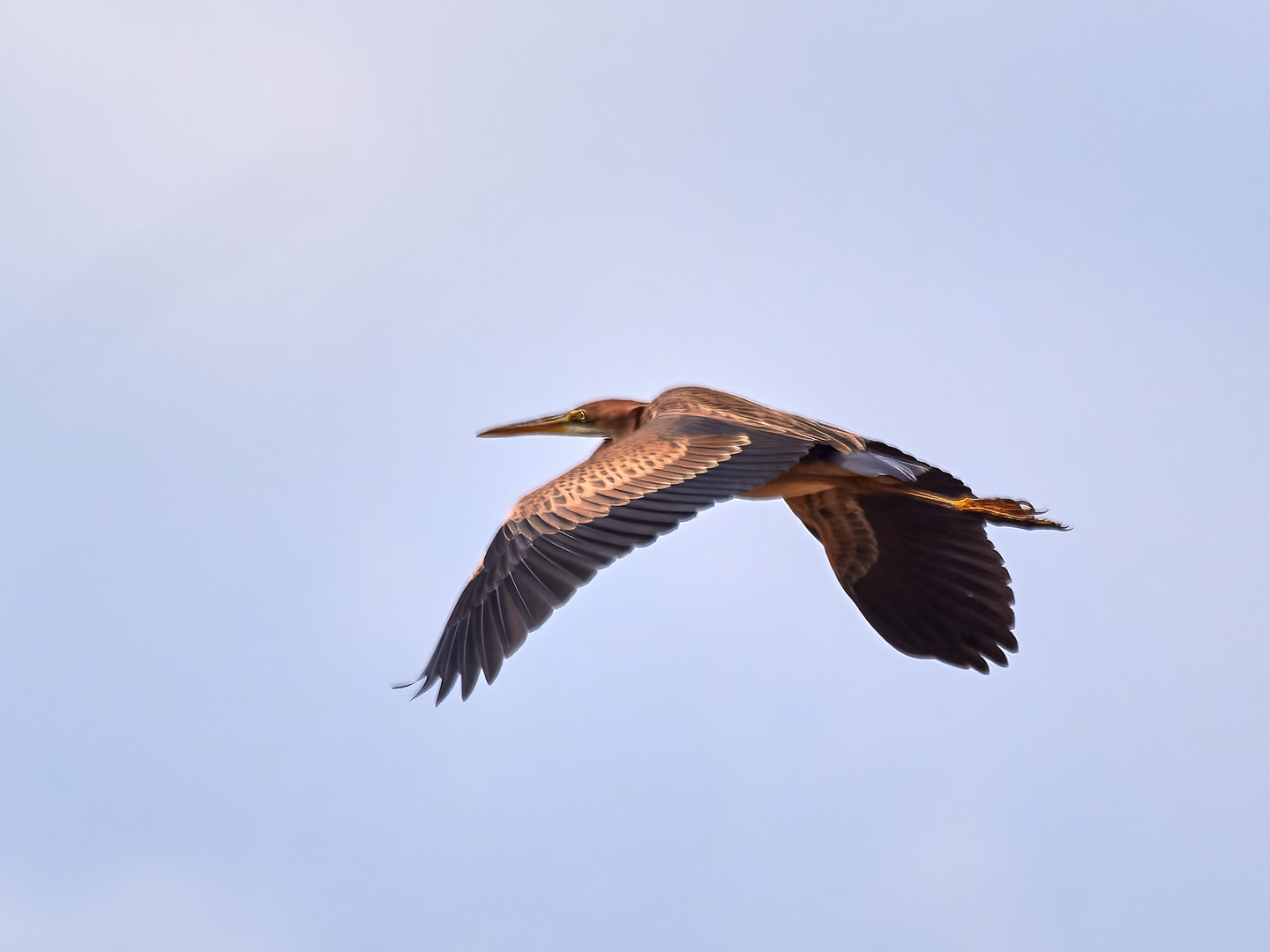 Purpurreiher im Nachmittagsflug