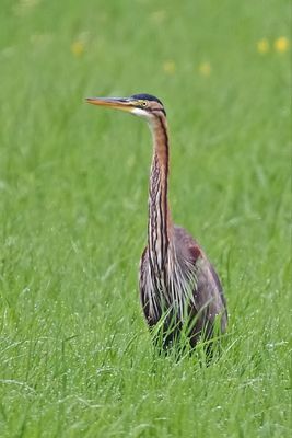 Purpurreiher im Regen