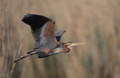 Purpurreiher im Vorbeiflug