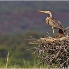 Purpurreiher in seinem Nest