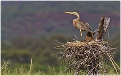 Purpurreiher in seinem Nest