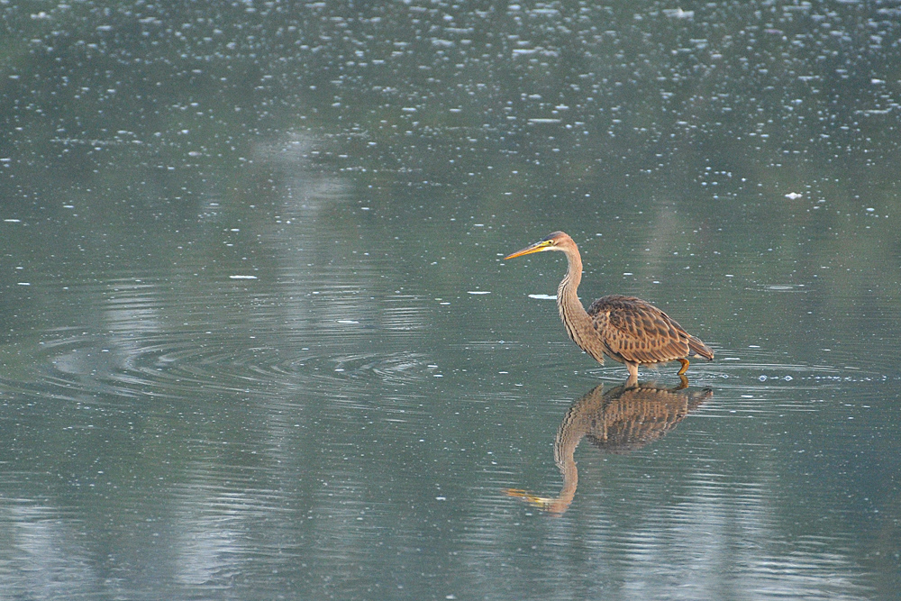 Purpurreiher – Morgennebel