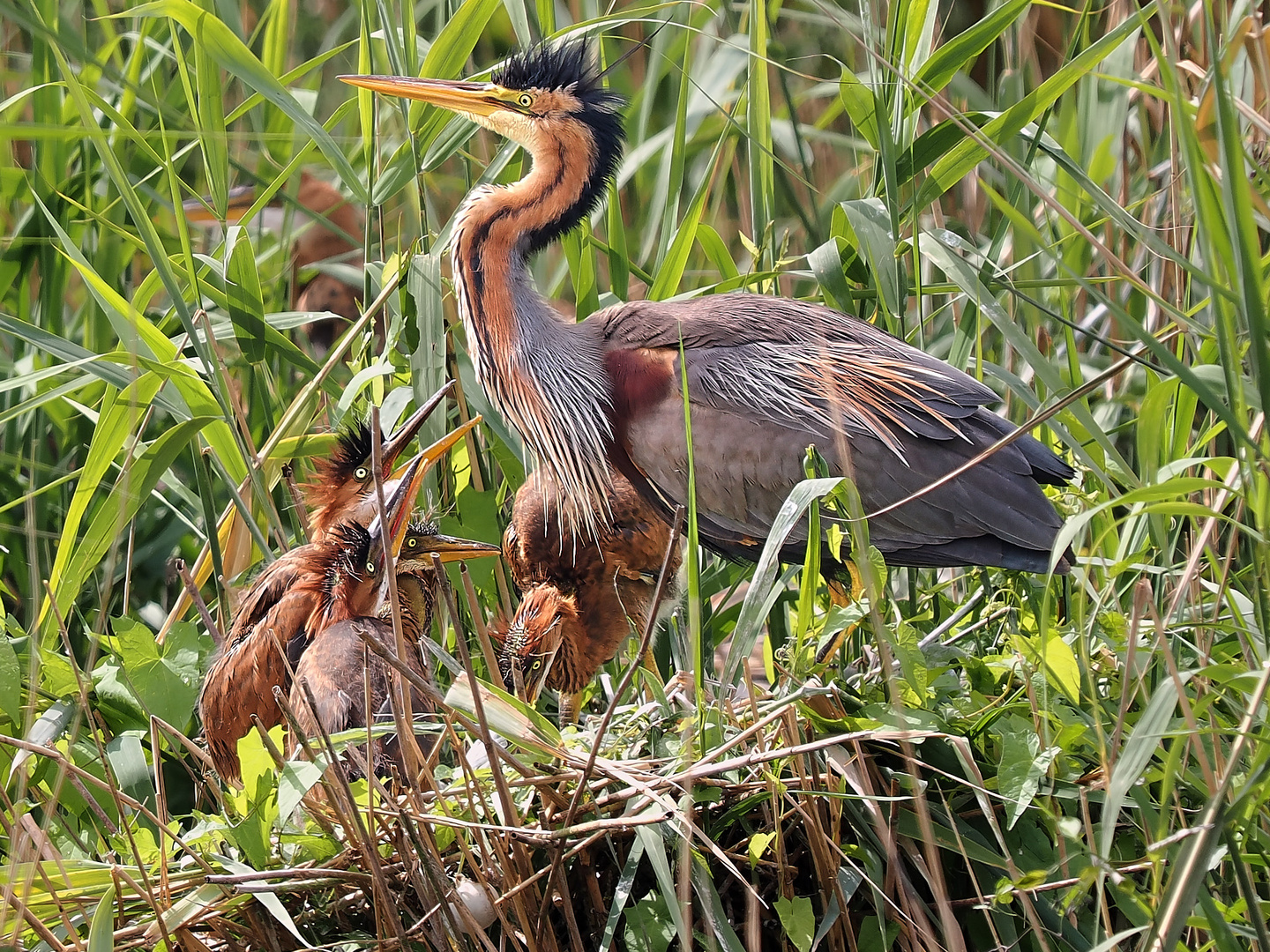 Purpurreiher Nest