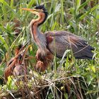 Purpurreiher Nest