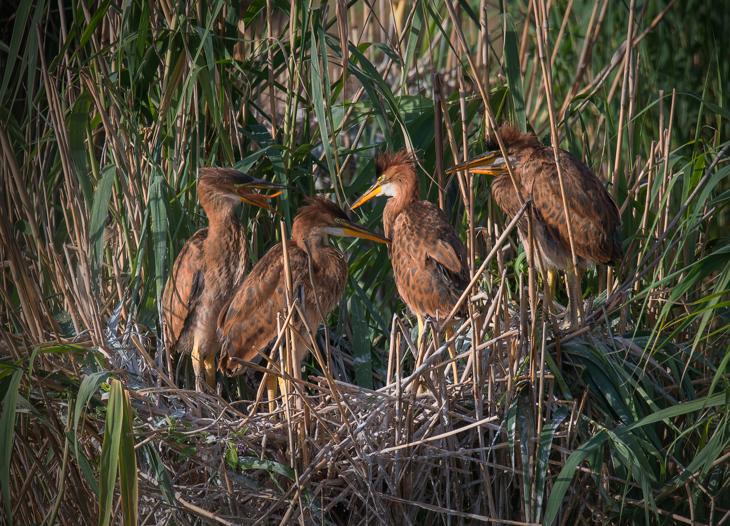 Purpurreiher-Nest