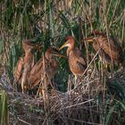 Purpurreiher-Nest