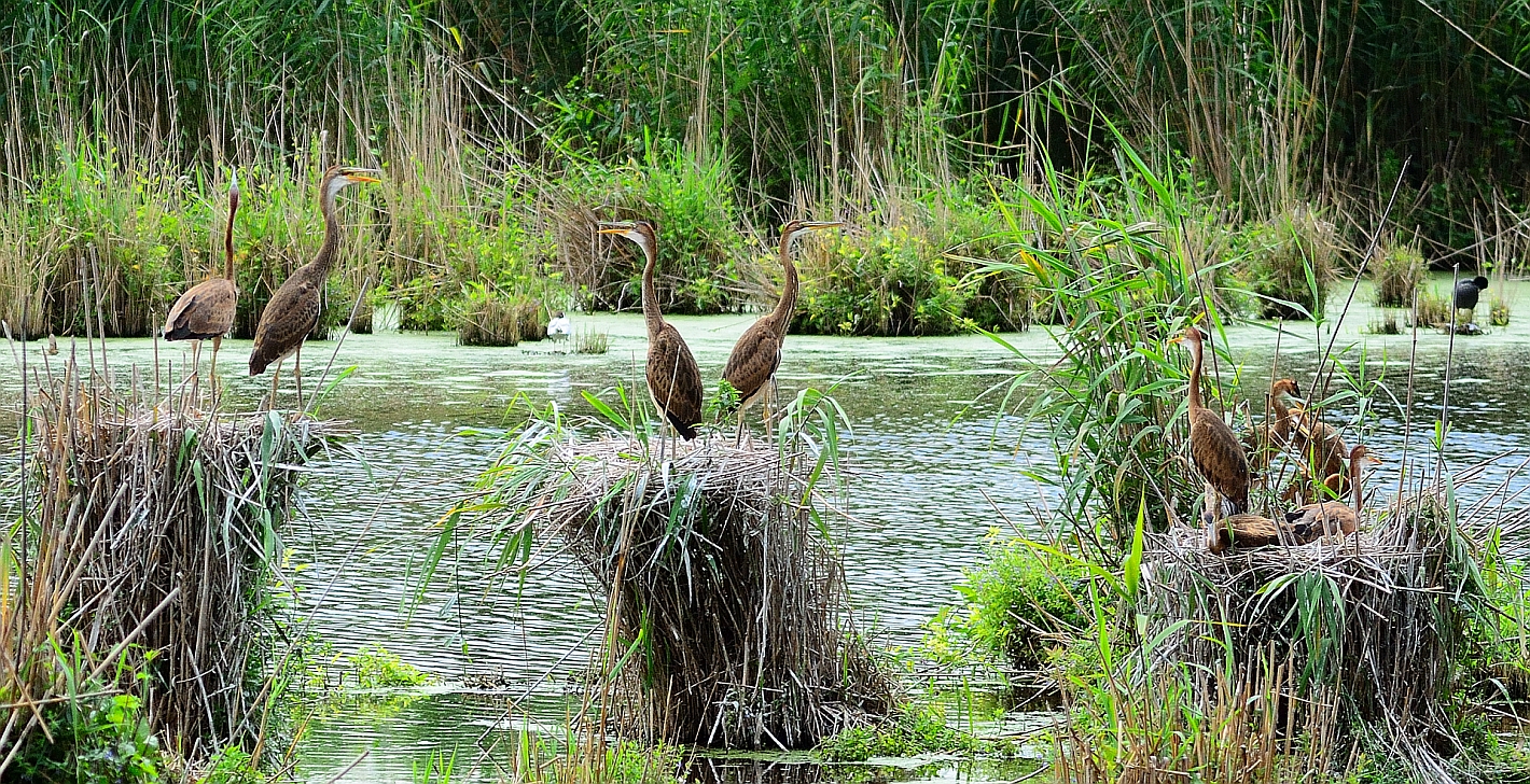 Purpurreiher Nestlinge, (Ardea purpurea), Purple heron, Ardea purpurea