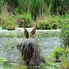 Purpurreiher Nestlinge, (Ardea purpurea), Purple heron, Ardea purpurea