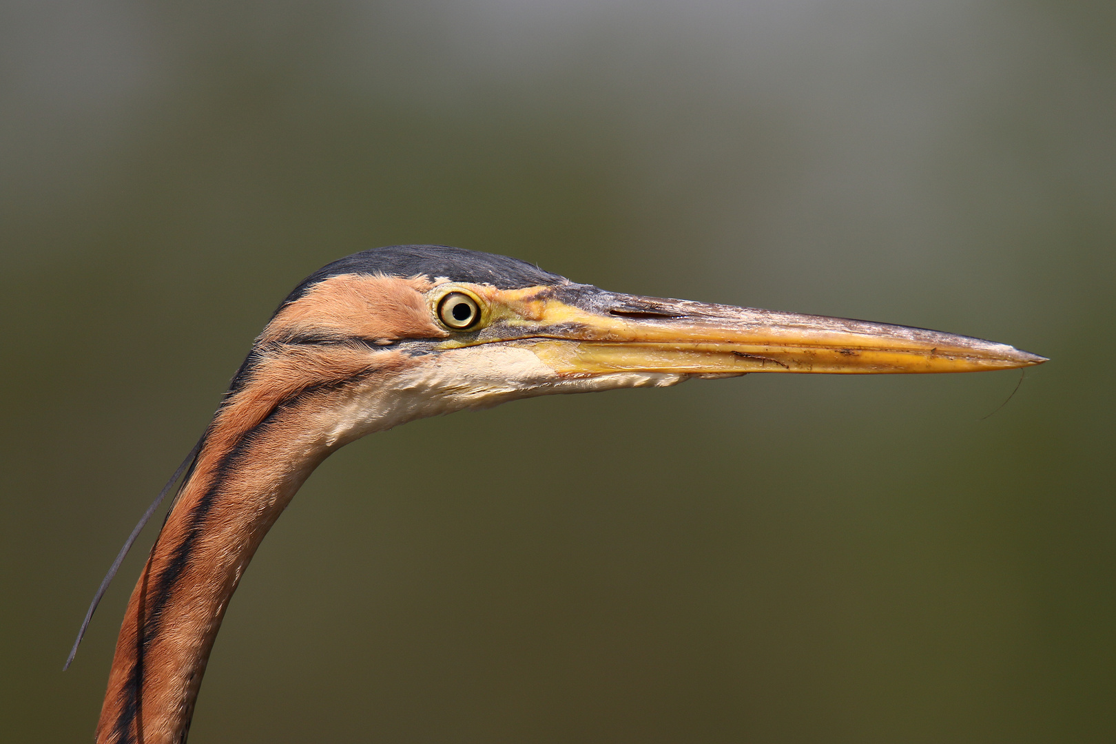 Purpurreiher-Portrait