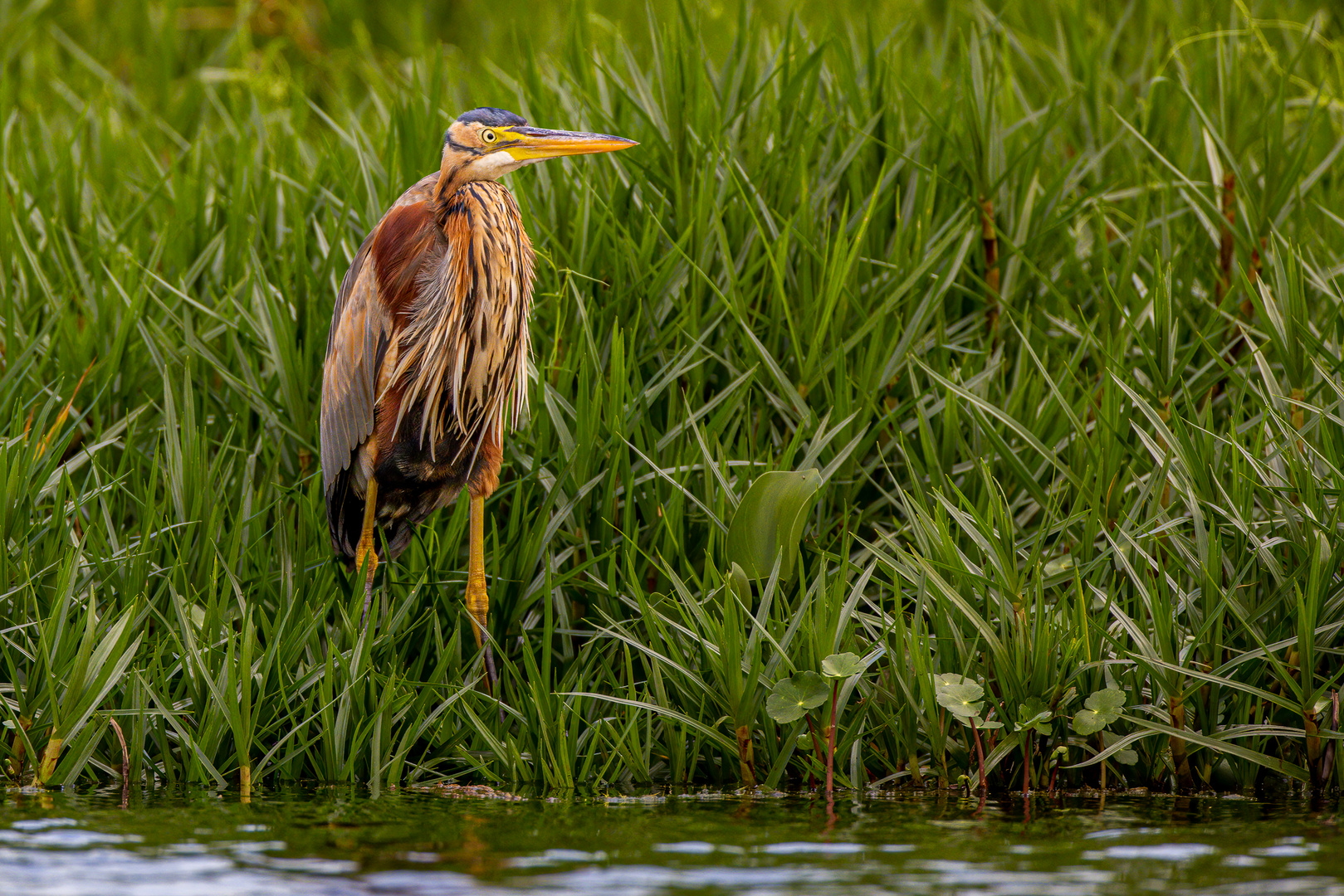 Purpurreiher (Purple Heron)