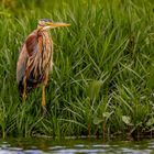 Purpurreiher (Purple Heron)