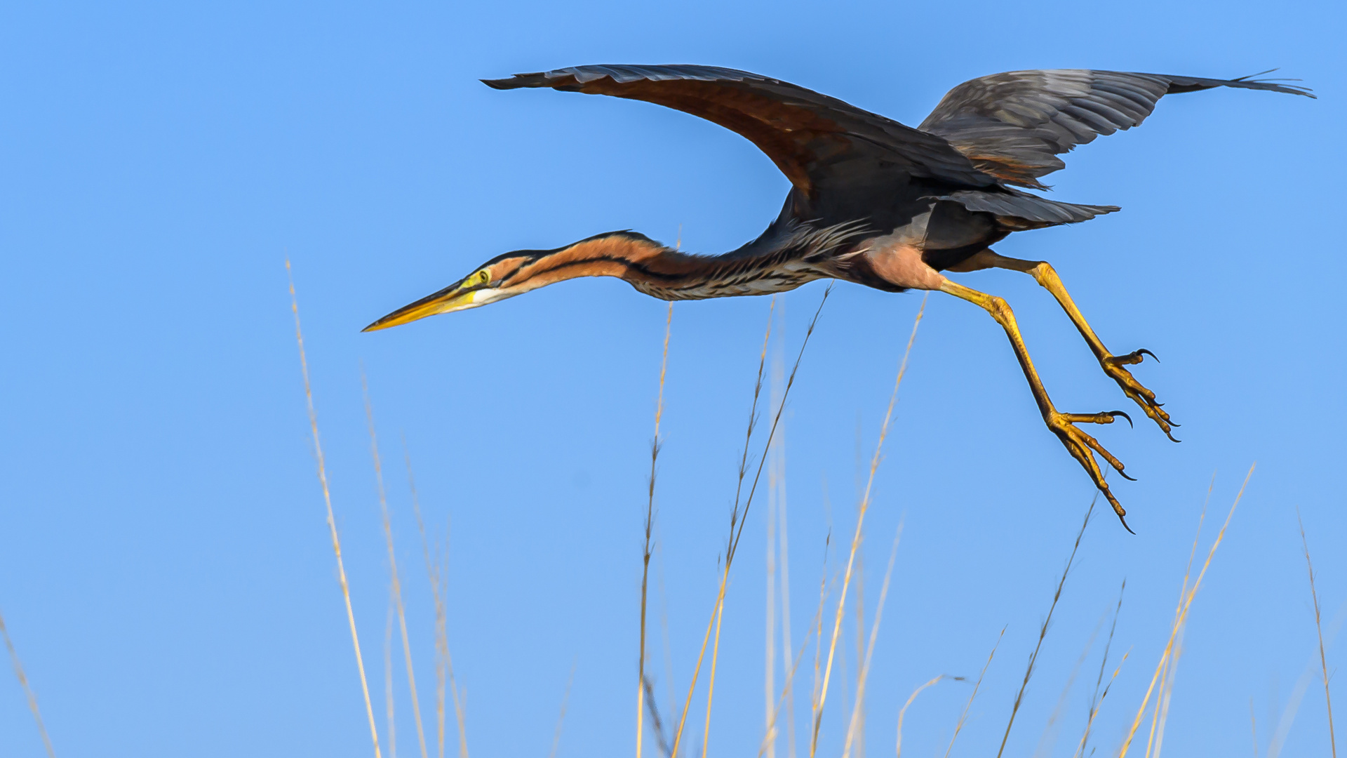 Purpurreiher, Purple Heron (Ardea purpurea)