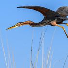 Purpurreiher, Purple Heron (Ardea purpurea)