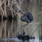 Purpurreiher sammelt Baumaterial für Nest