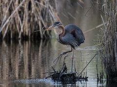 Purpurreiher sammelt Baumaterial für Nest